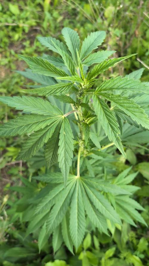 Blue Cream Haze Regular Clone - Guerilla