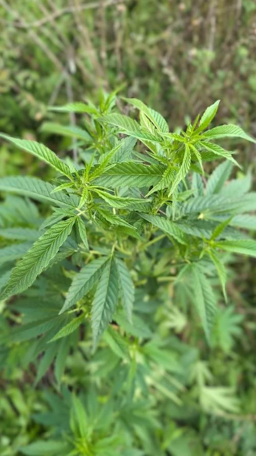 Guerilla Regular Diesel Action - Clone