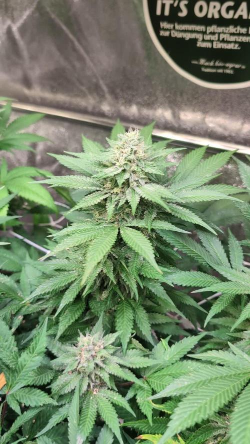 Good Times Genetics: Blue Cream Haze Reg