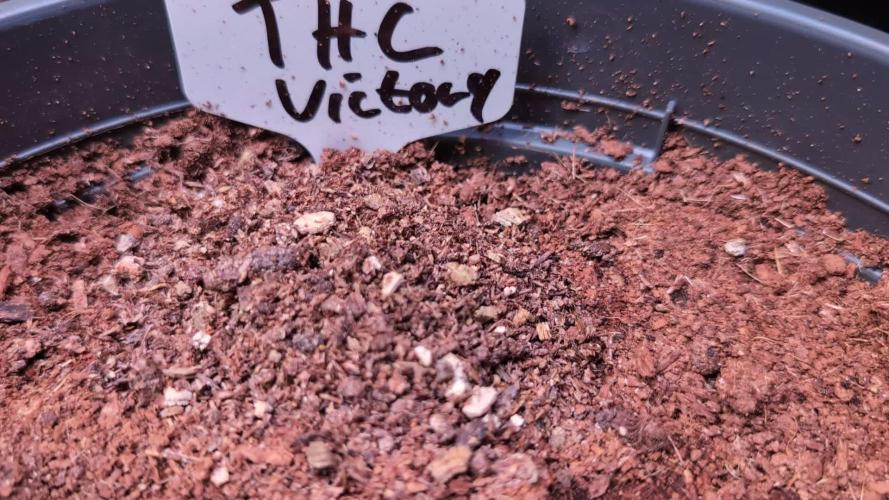 THC-Victory - Dutch Passion - Organic