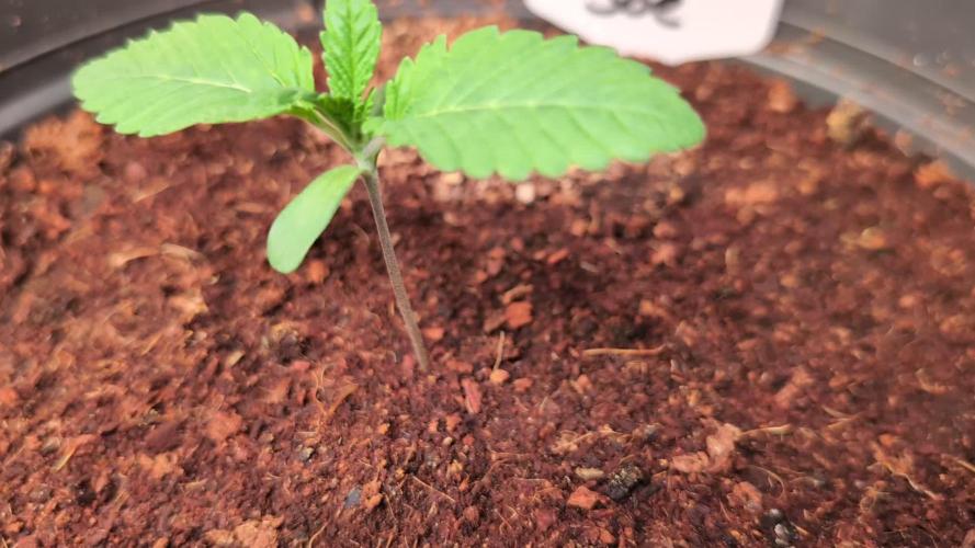 Sleepy Joe - Anesia Seeds - Organic Grow