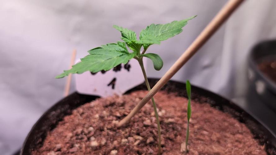 GG#4 Regular - Expert Seeds