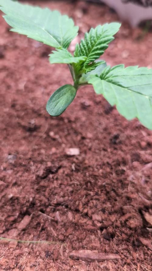 Peach Frosting - Paradise Seeds -Organic