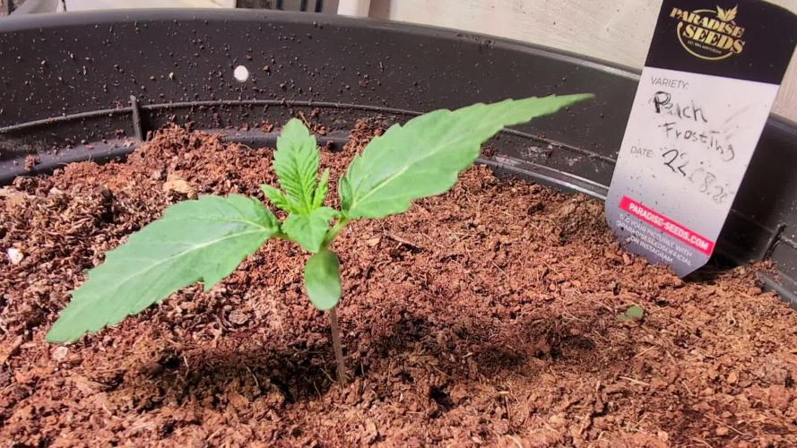 Peach Frosting - Paradise Seeds -Organic