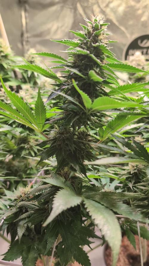 Good Times Genetics: Blue Cream Haze Reg