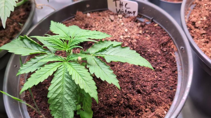 THC-Victory - Dutch Passion - Organic