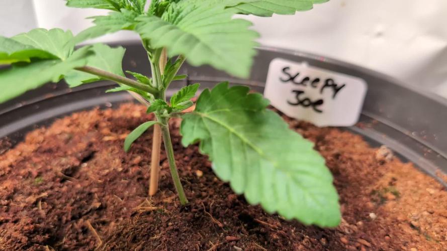 Sleepy Joe - Anesia Seeds - Organic Grow