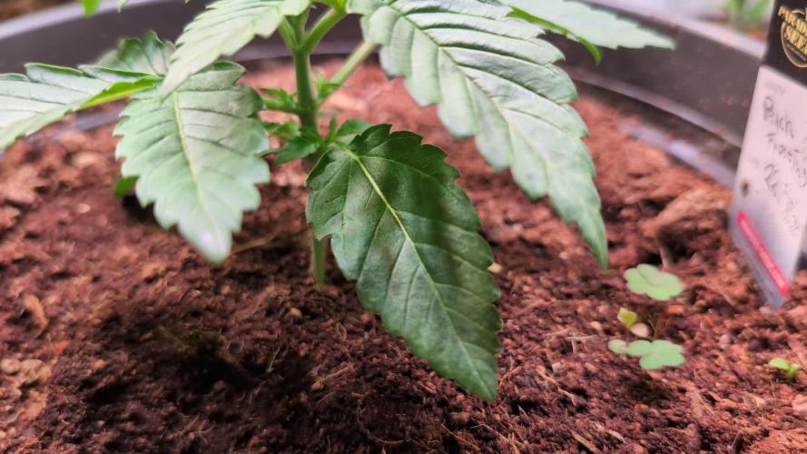 Peach Frosting - Paradise Seeds -Organic