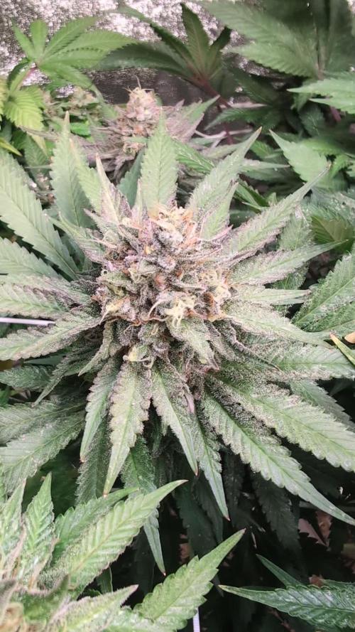 Good Times Genetics: Blue Cream Haze Reg
