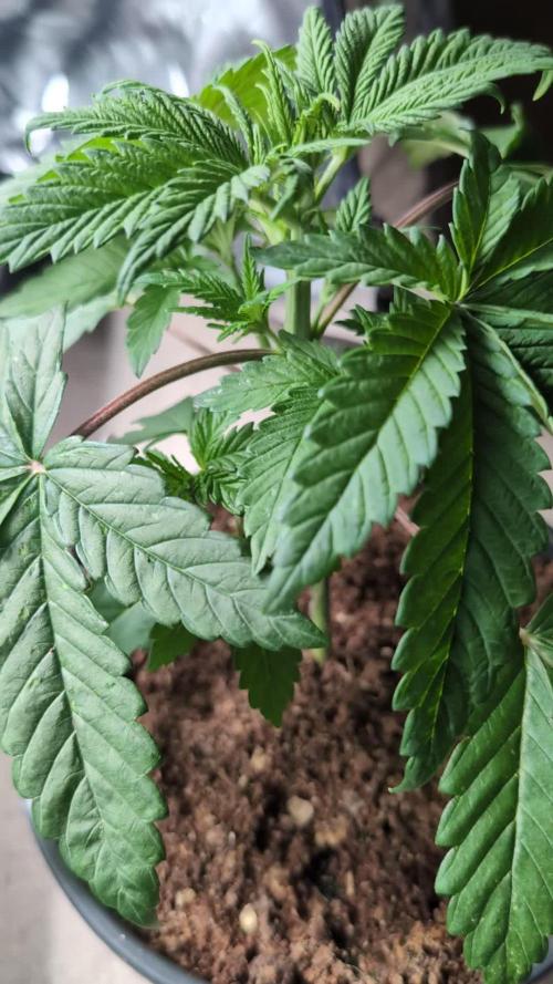 GG#4 Regular - Expert Seeds