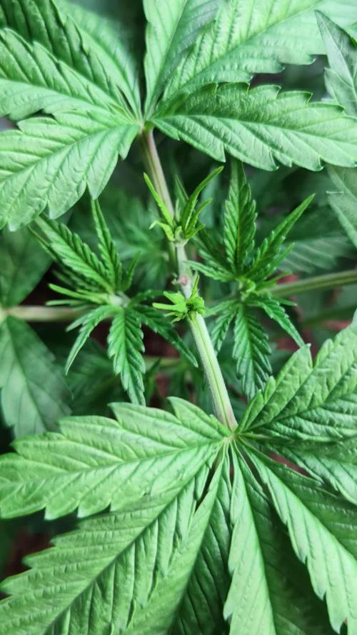 THC-Victory - Dutch Passion - Organic