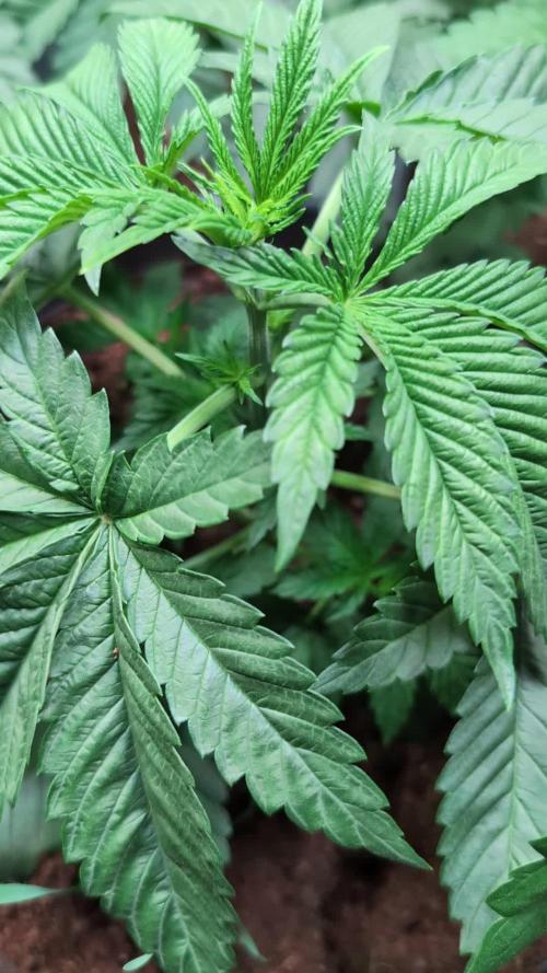 Peach Frosting - Paradise Seeds -Organic