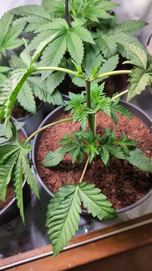 Pink Sunset #2 - Silent Seeds - Organic