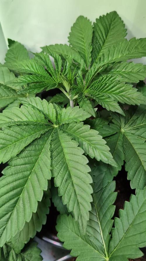 Sleepy Joe - Anesia Seeds - Organic Grow