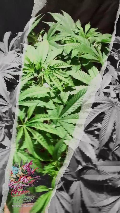 Ice Cream Haze - Dutch Passion Contest