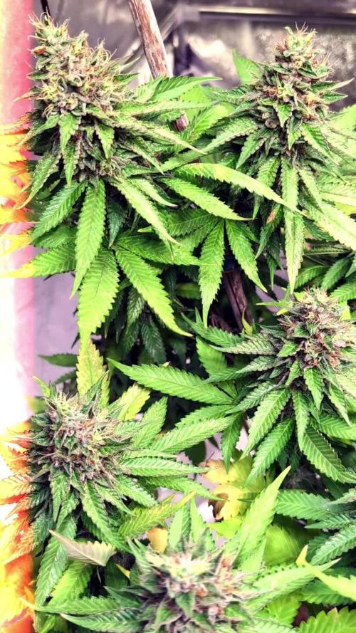 Good Times Genetics: Blue Cream Haze Reg