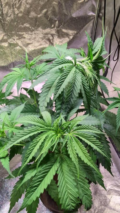 THC-Victory - Dutch Passion - Organic