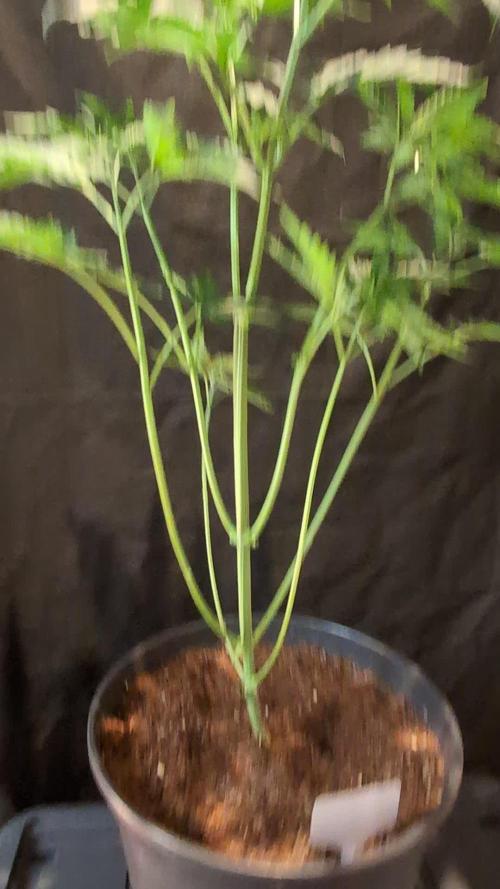 Pink Sunset #2 - Silent Seeds - Organic