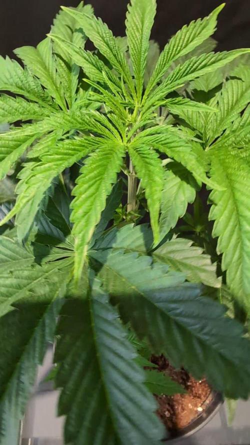 Peach Frosting - Paradise Seeds -Organic