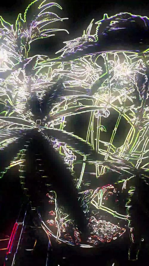 Sleepy Joe - Anesia Seeds - Organic Grow