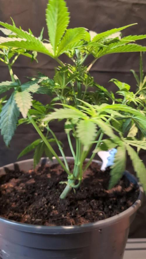 GG#4 Regular - Expert Seeds