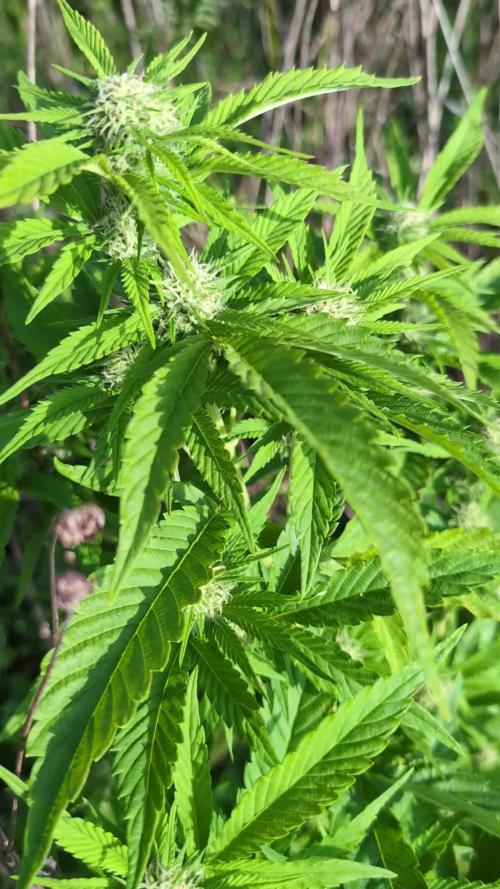 Guerilla Regular Diesel Action - Clone