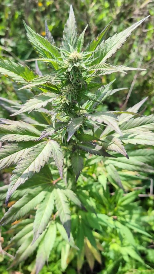 Blue Cream Haze Regular Clone - Guerilla