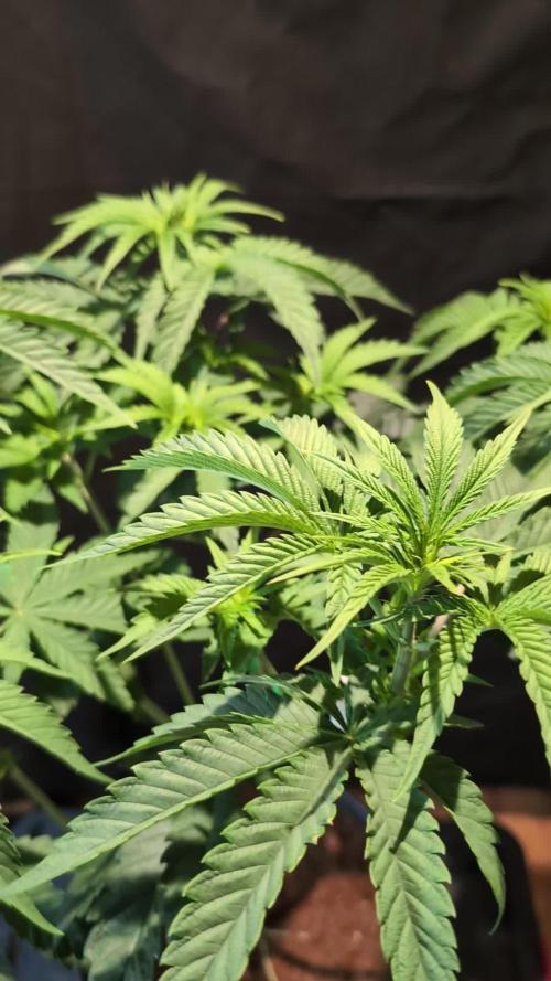 Pink Sunset #2 - Silent Seeds - Organic