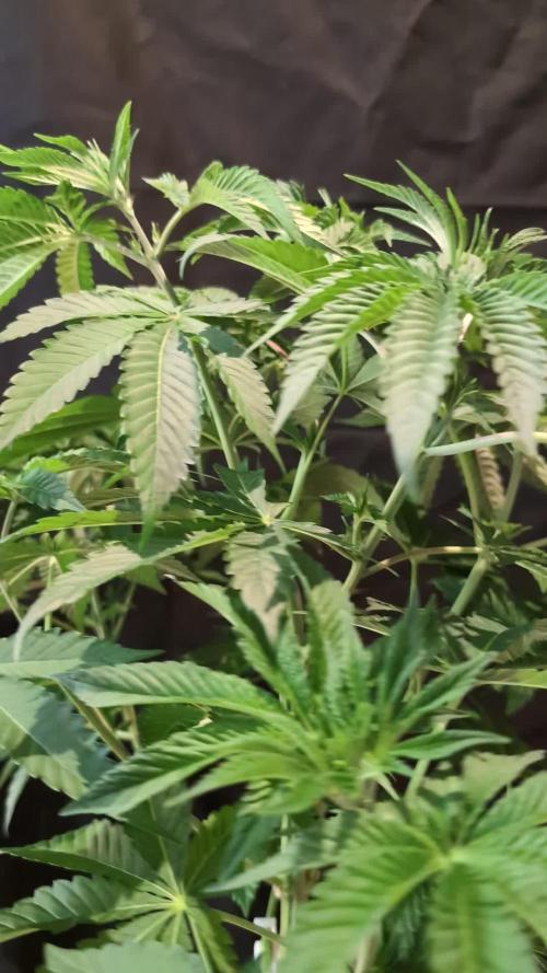 Sleepy Joe - Anesia Seeds - Organic Grow