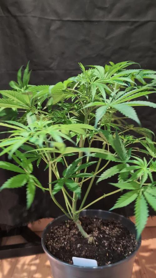 GG#4 Regular - Expert Seeds