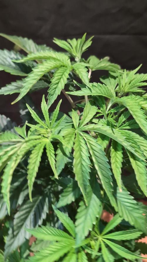 Peach Frosting - Paradise Seeds -Organic