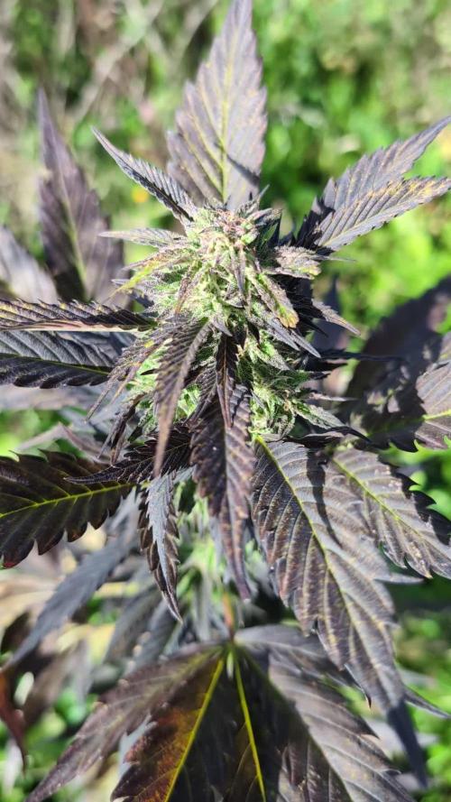 Blue Cream Haze Regular Clone - Guerilla