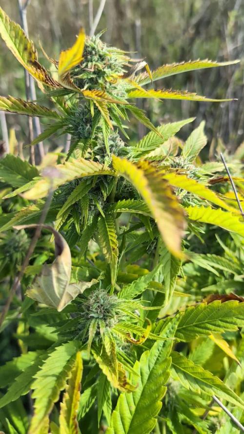 Guerilla Regular Diesel Action - Clone