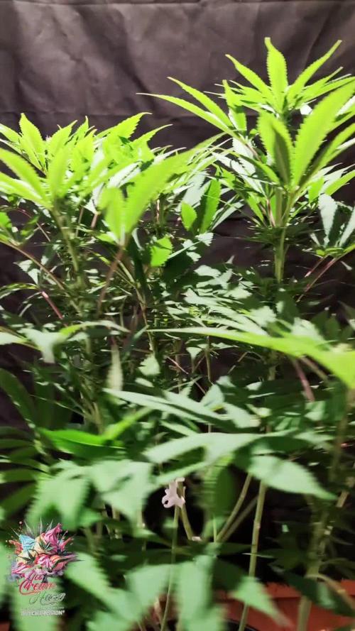 Ice Cream Haze - Dutch Passion Contest