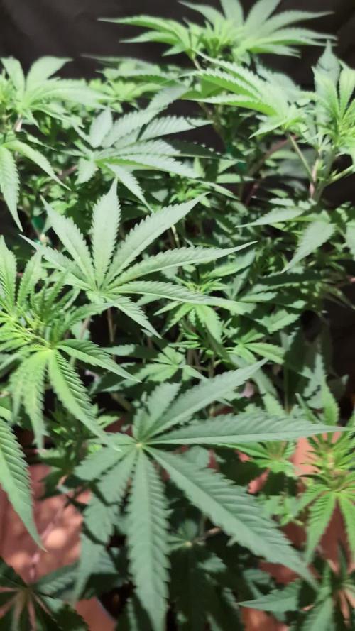 Pink Sunset #2 - Silent Seeds - Organic