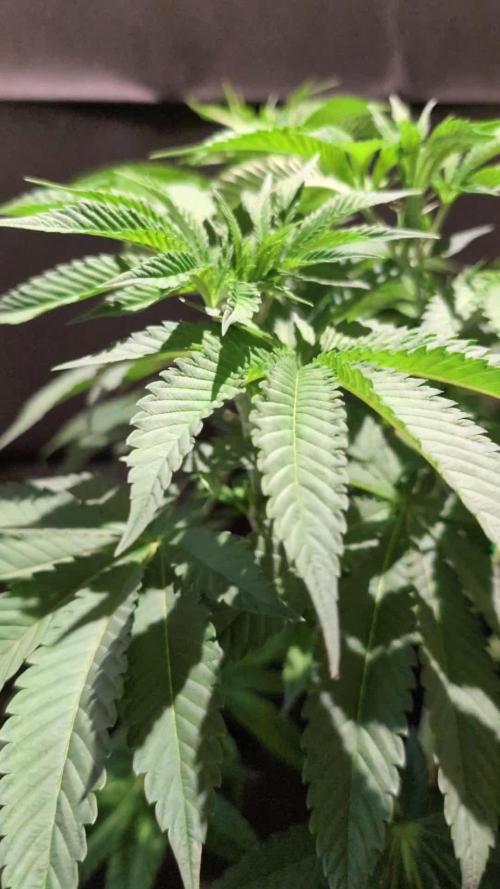 Sleepy Joe - Anesia Seeds - Organic Grow