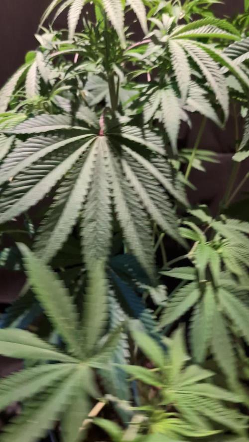 GG#4 Regular - Expert Seeds