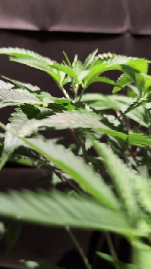 Peach Frosting - Paradise Seeds -Organic