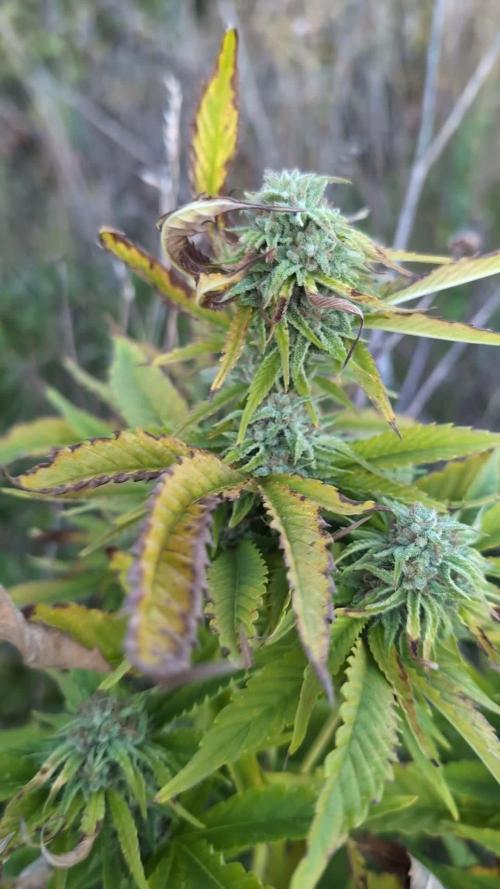 Guerilla Regular Diesel Action - Clone