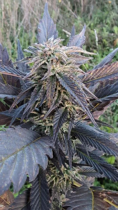 Blue Cream Haze Regular Clone - Guerilla