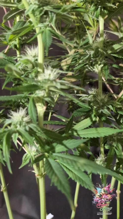 Ice Cream Haze - Dutch Passion Contest