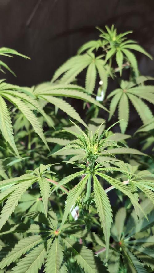 Pink Sunset #2 - Silent Seeds - Organic