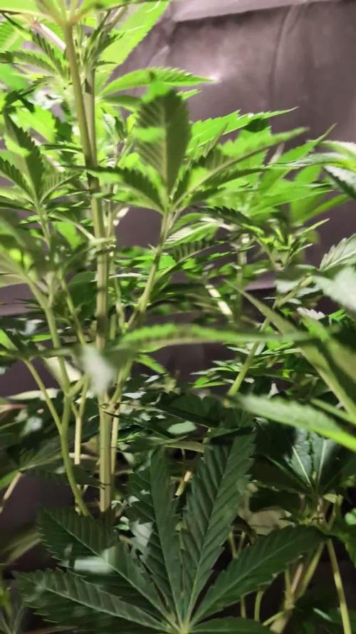 Peach Frosting - Paradise Seeds -Organic