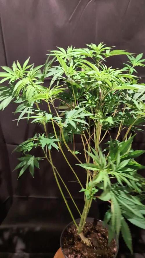 GG#4 Regular - Expert Seeds