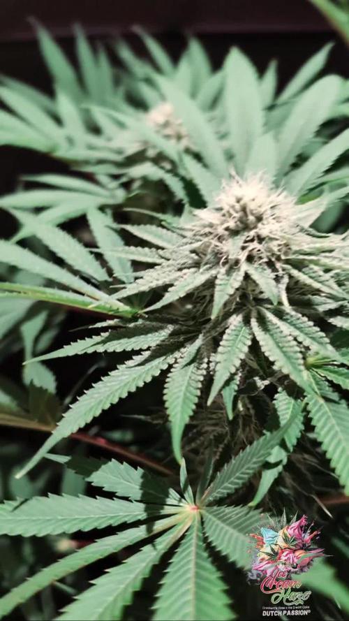 Ice Cream Haze - Dutch Passion Contest