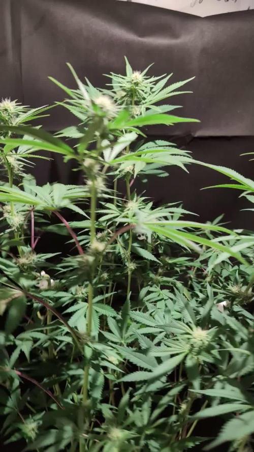 Pink Sunset #2 - Silent Seeds - Organic