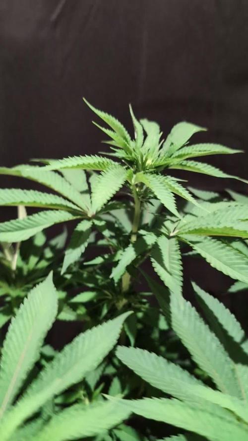 Sleepy Joe - Anesia Seeds - Organic Grow