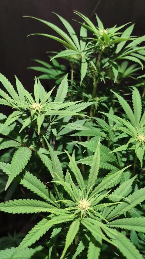 GG#4 Regular - Expert Seeds