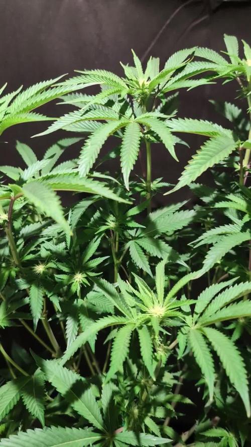 Peach Frosting - Paradise Seeds -Organic