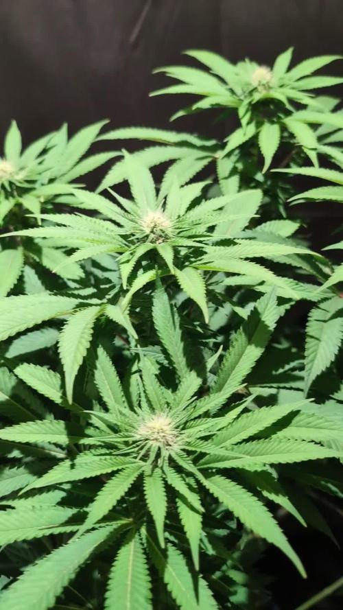 Sleepy Joe - Anesia Seeds - Organic Grow